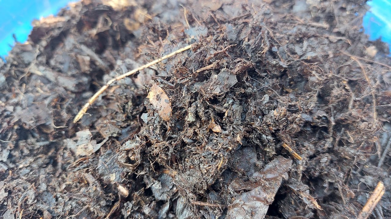 देखिए पत्तियों की खाद बनाने का तरीका अपने अजेलिया के लिए|Leaf compost for Azalea plant #leafcompost