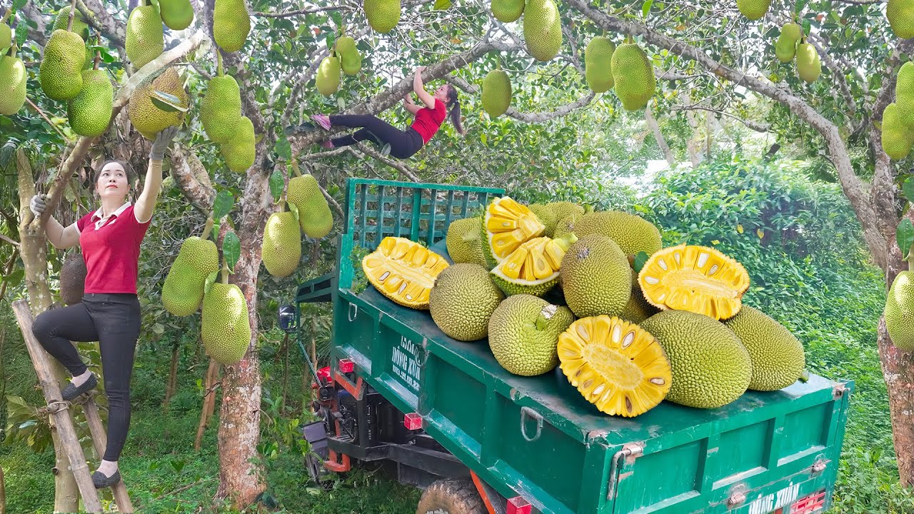 Harvesting 1000 Oranges & Jackfruit - Use Truck Transport Goes To Market Sell