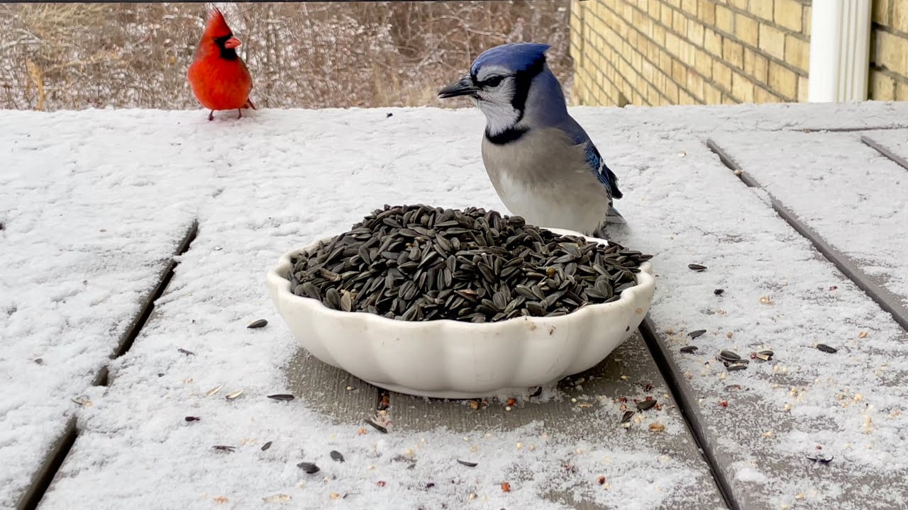 Snowy Morning Birds Eating Sunflower Seeds