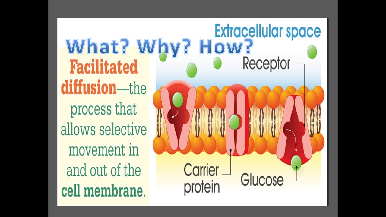 How Facilitated diffusion takes place in a cell? . # Major properties with example  