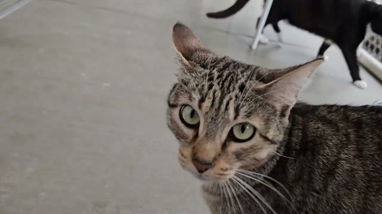 Shelter Cat Garfield Has a Case of the Mondays Every Day [REAL]