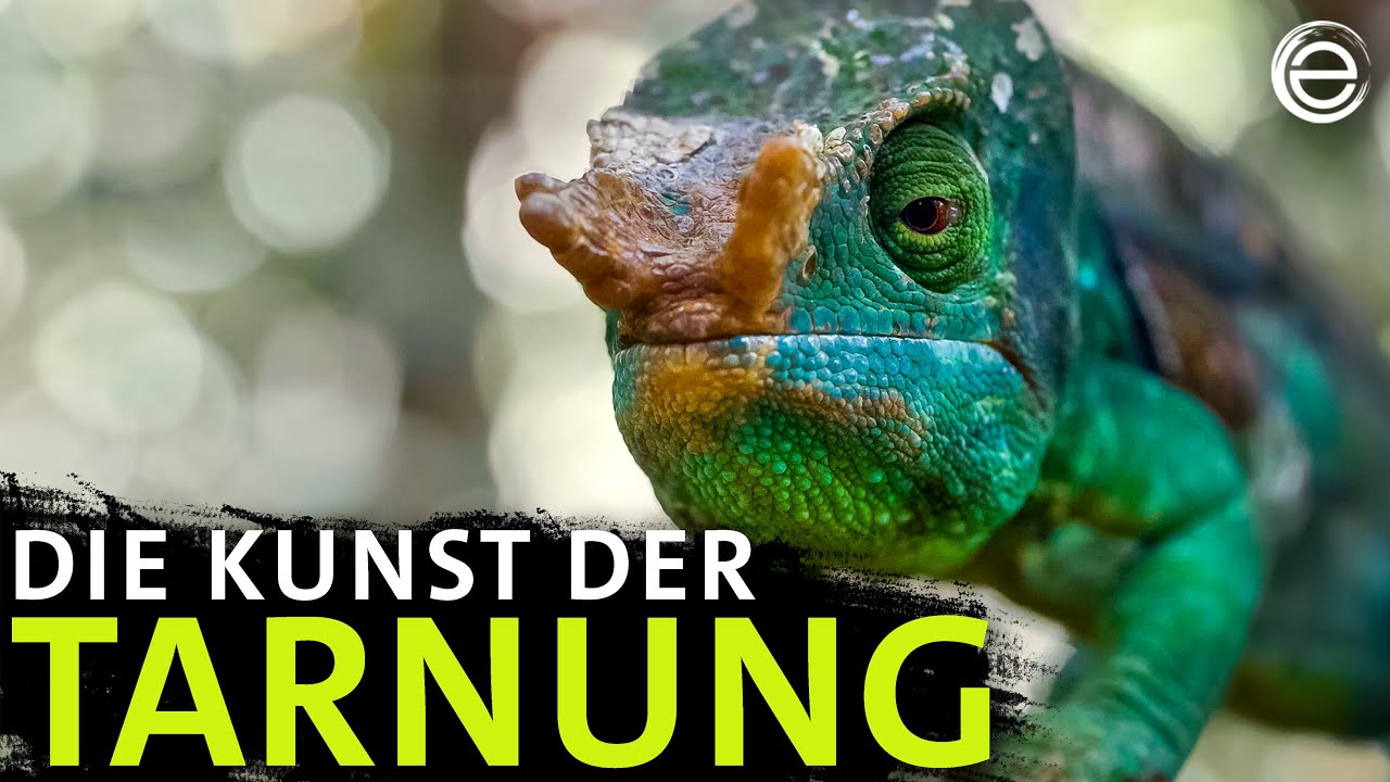 Battle der Chamäleons – Wer ist besser getarnt? | Erlebnis Erde