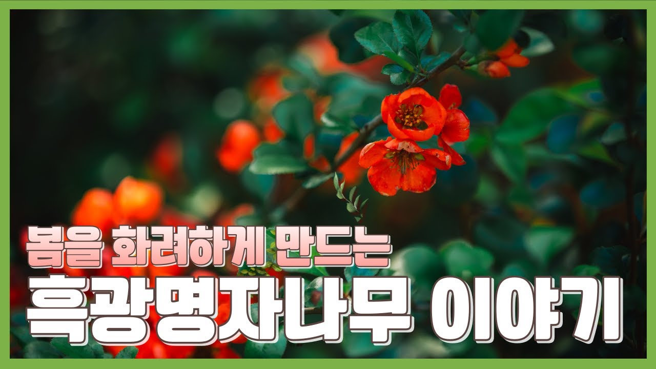 봄바람, 꽃바람 난다는 명자나무의 화려함을 보여주는 흑광명자나무