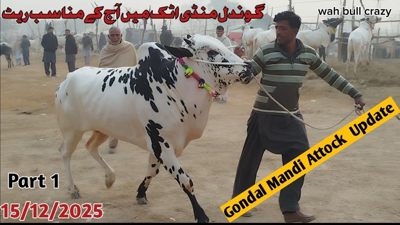 Today Gondal Mandi Attock Latest 15/12/2025 Fatehjangi Rate's Update( @wahbullcrazy )Qurbani 2026.27