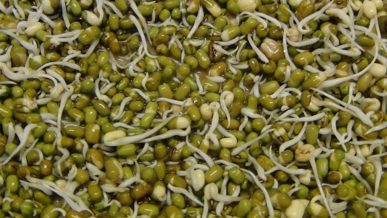 Brotes de frijol mungo