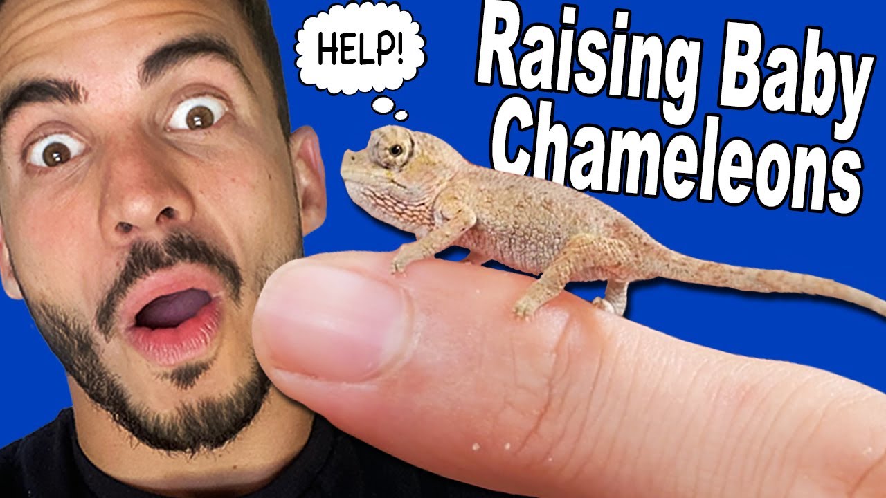 The Challenges of Raising Baby Chameleons.