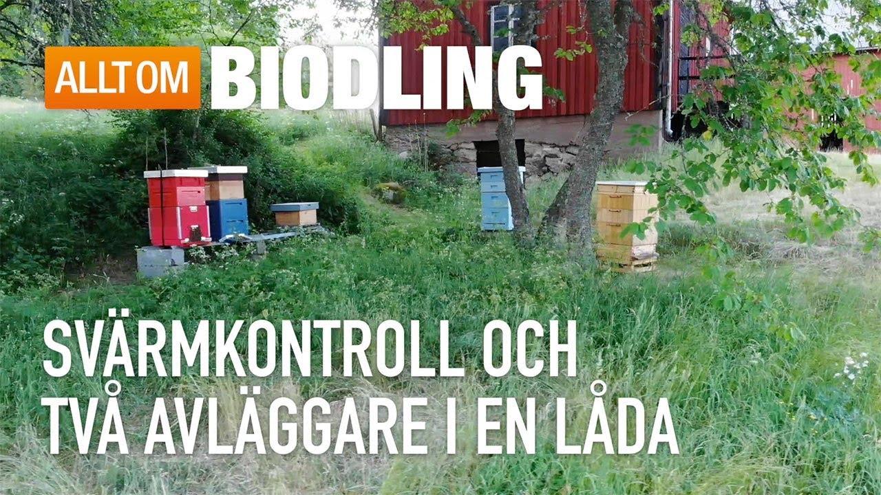 Svärmkontroll och två avläggare i en låda - Biodling