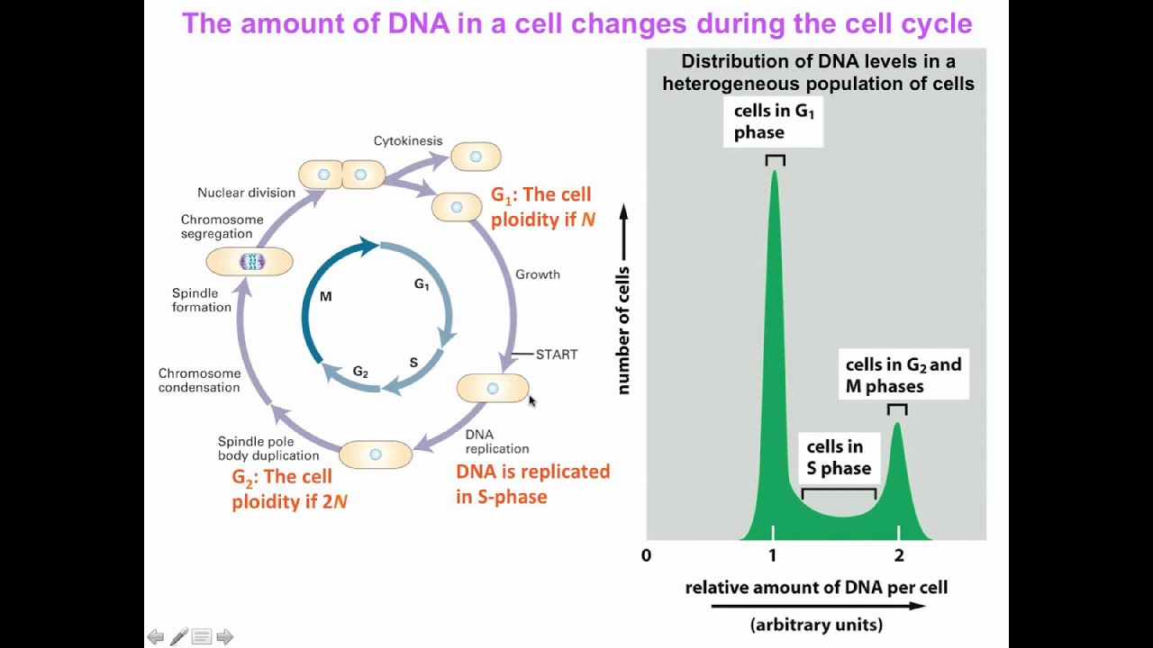 Flow cytometry for DNA analysis