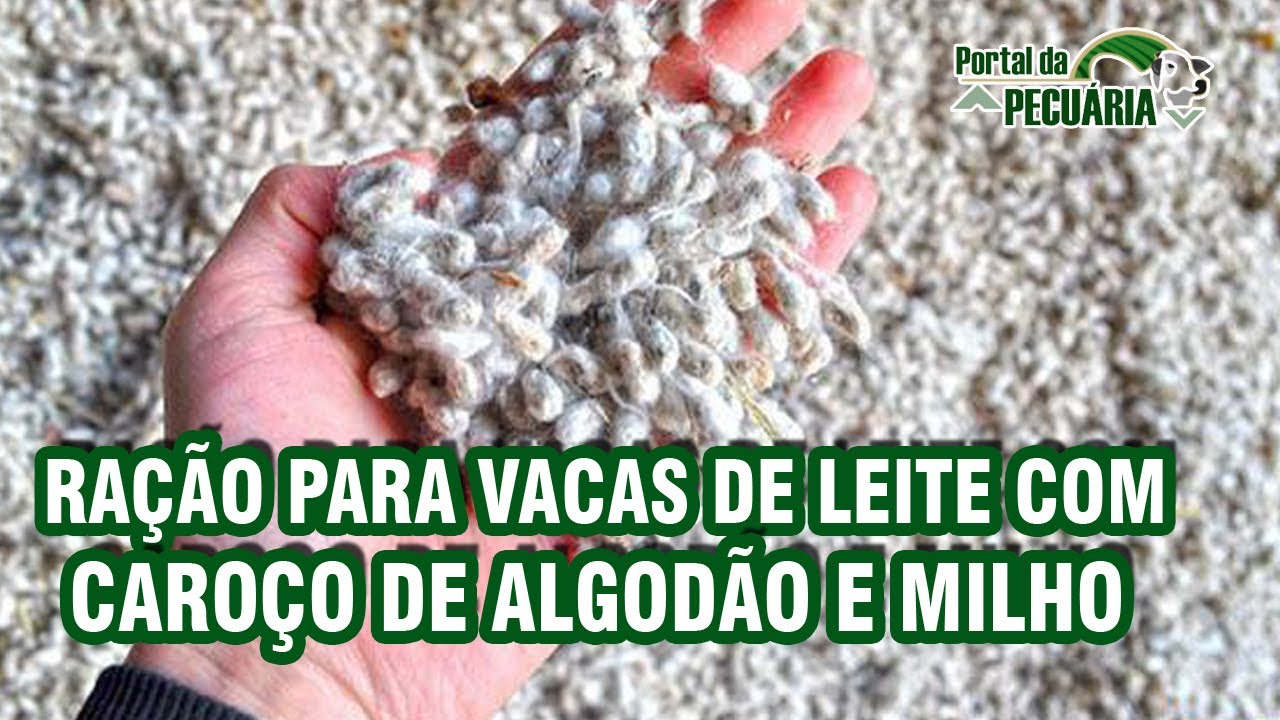 Ração para vacas de leite com Caroço de algodão e milho