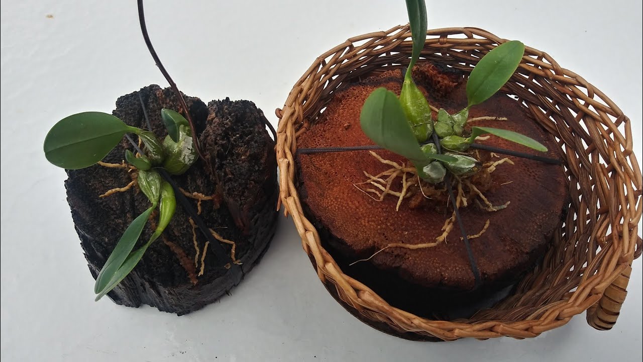 Dendrobium Lindleyi O Aggregatum Orquidea. Cultivo natural en troncos de Palmas secos.🌾.