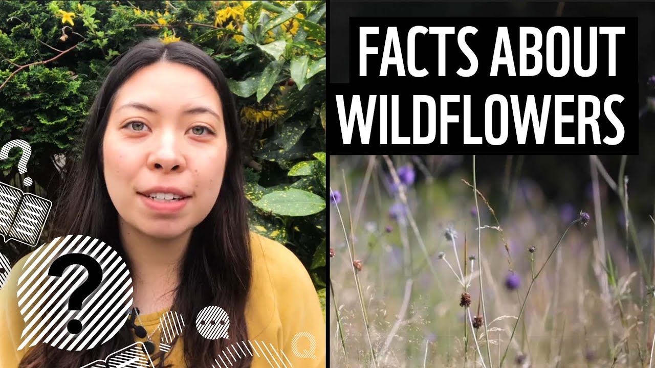 Why are wildflowers important? | Top facts | WWF