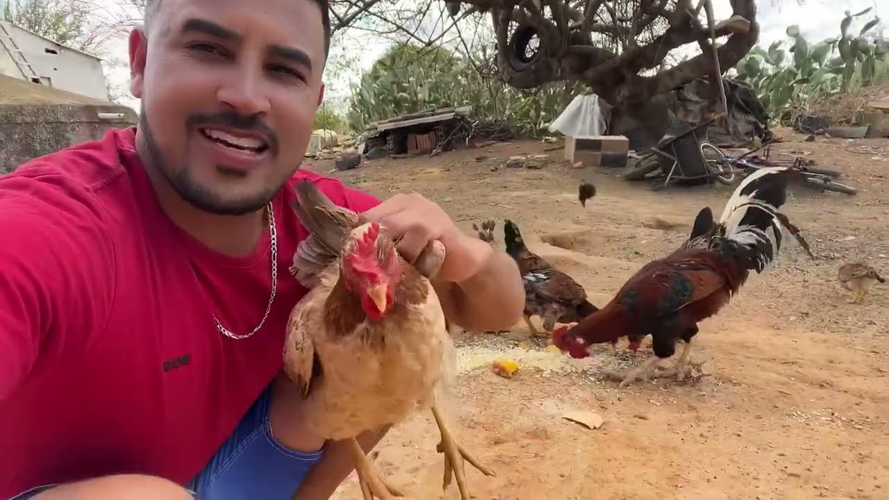 Criação de  galinha caipira/ vida simples na roça. Quantas tem ? Pintinhos .