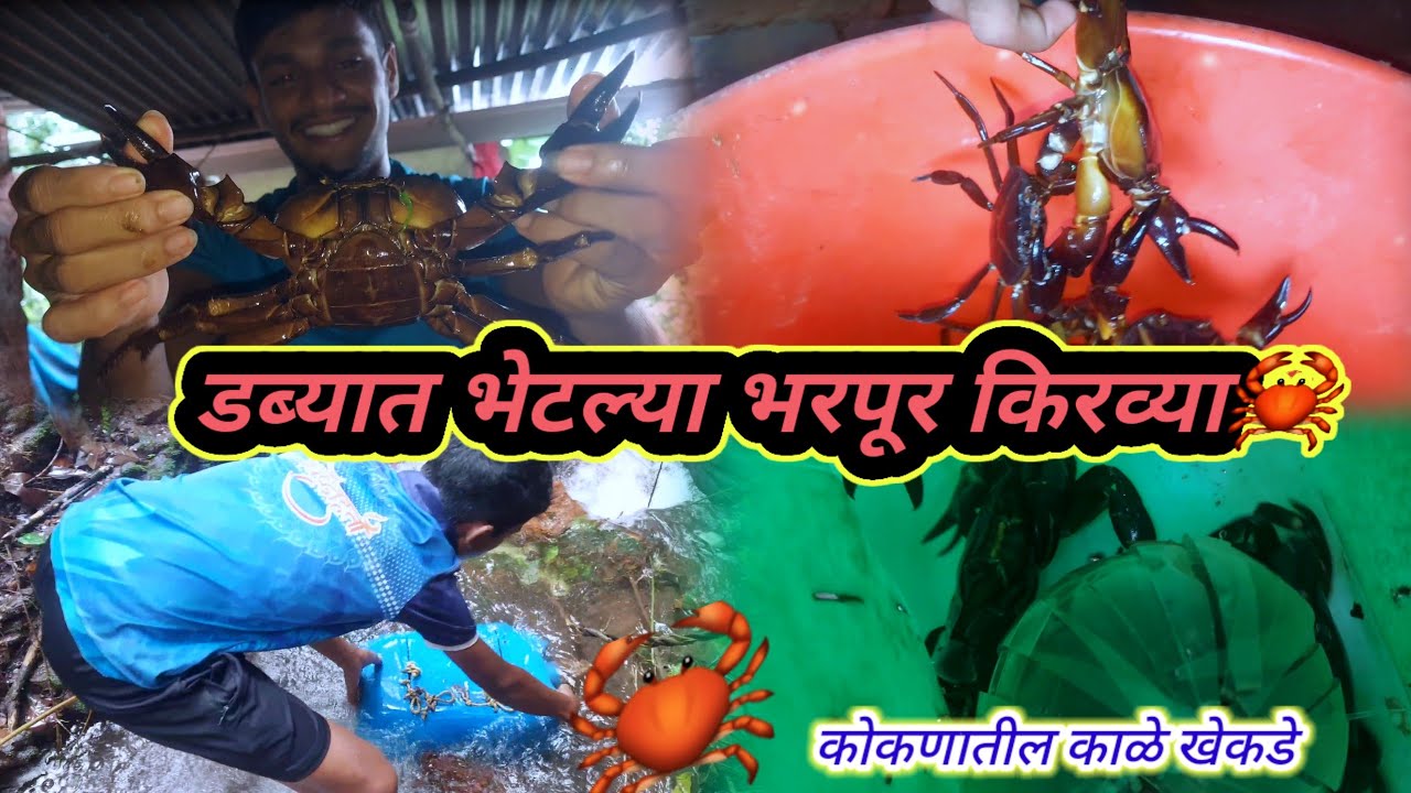 लावलेल्या डब्यात भेटल्या भरपूर किरव्या🦀पऱ्यातील काळ्या खेकड्या|😯Big crab catching video|Konkan vlog🌴