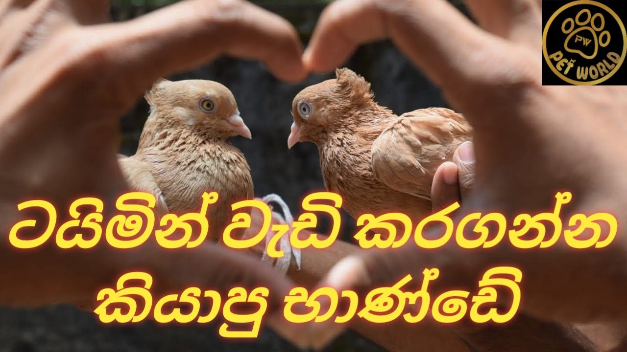 ටයිමින්  වැඩිවෙලා සත්තුන්ගේ පපුවත් සැහැල්ලු වෙලා ශක්තිය වැඩිවෙන්න මේක දීල බලන්න.