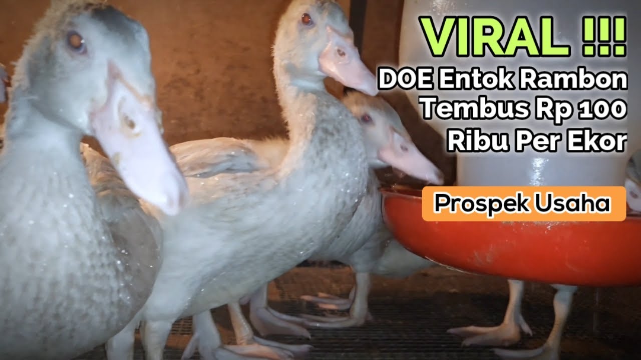 ENTOK RAMBON ORI II FAKTA MENGEJUTKAN ! Harga DOE Ternak Entok Rambon Pernah Tembus Rp 100 Ribu Per