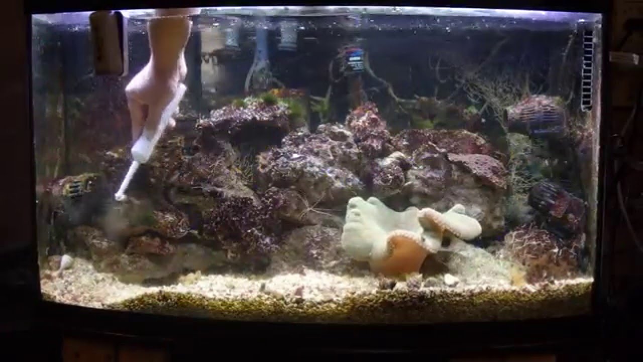 Cleaning saltwater aquarium with electric oral-B tooth brush (time-Lapse).