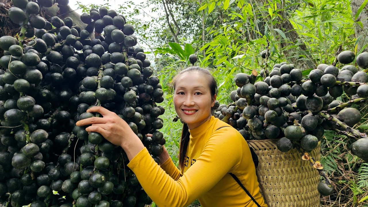 FULL VIDEO: Harvest forest fruits, natural fruits, brown tubers goes to the market sell - Pet care