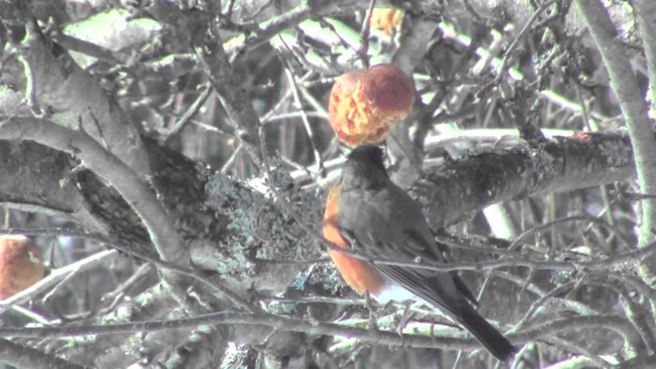 Feeding Winter Robins