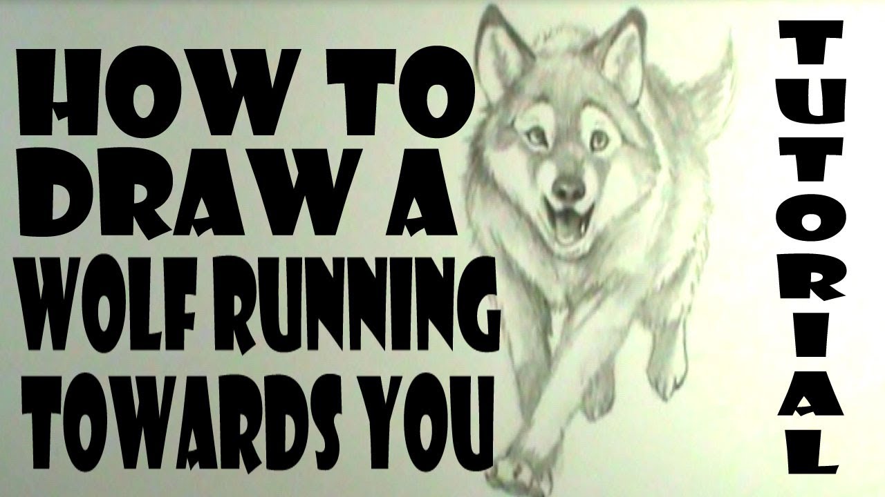 How to draw a wolf running towards you