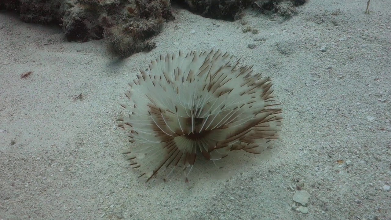 Diving Mauritius Pereybere Aquarium with Ocean Spirit