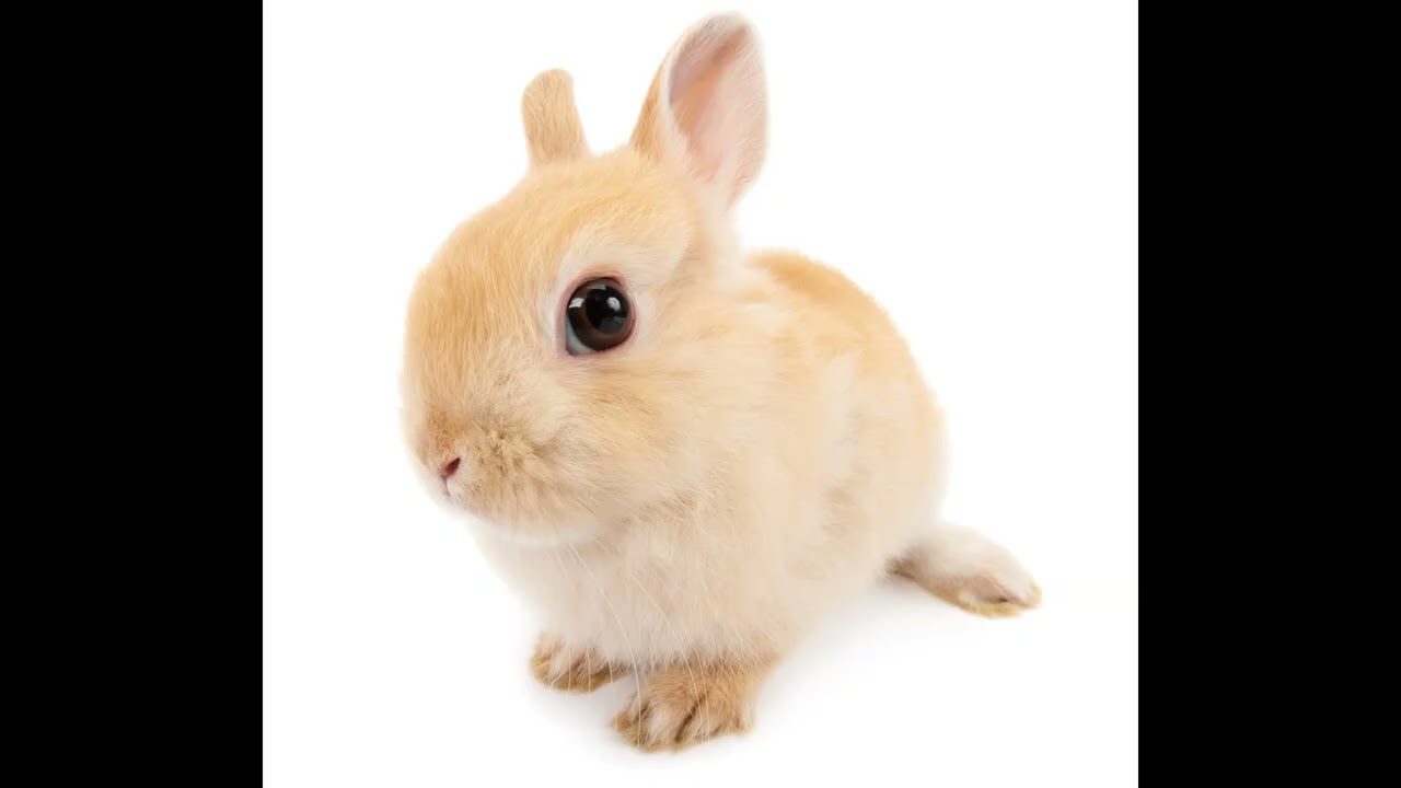 bunny + jugg type beat @abamadeit