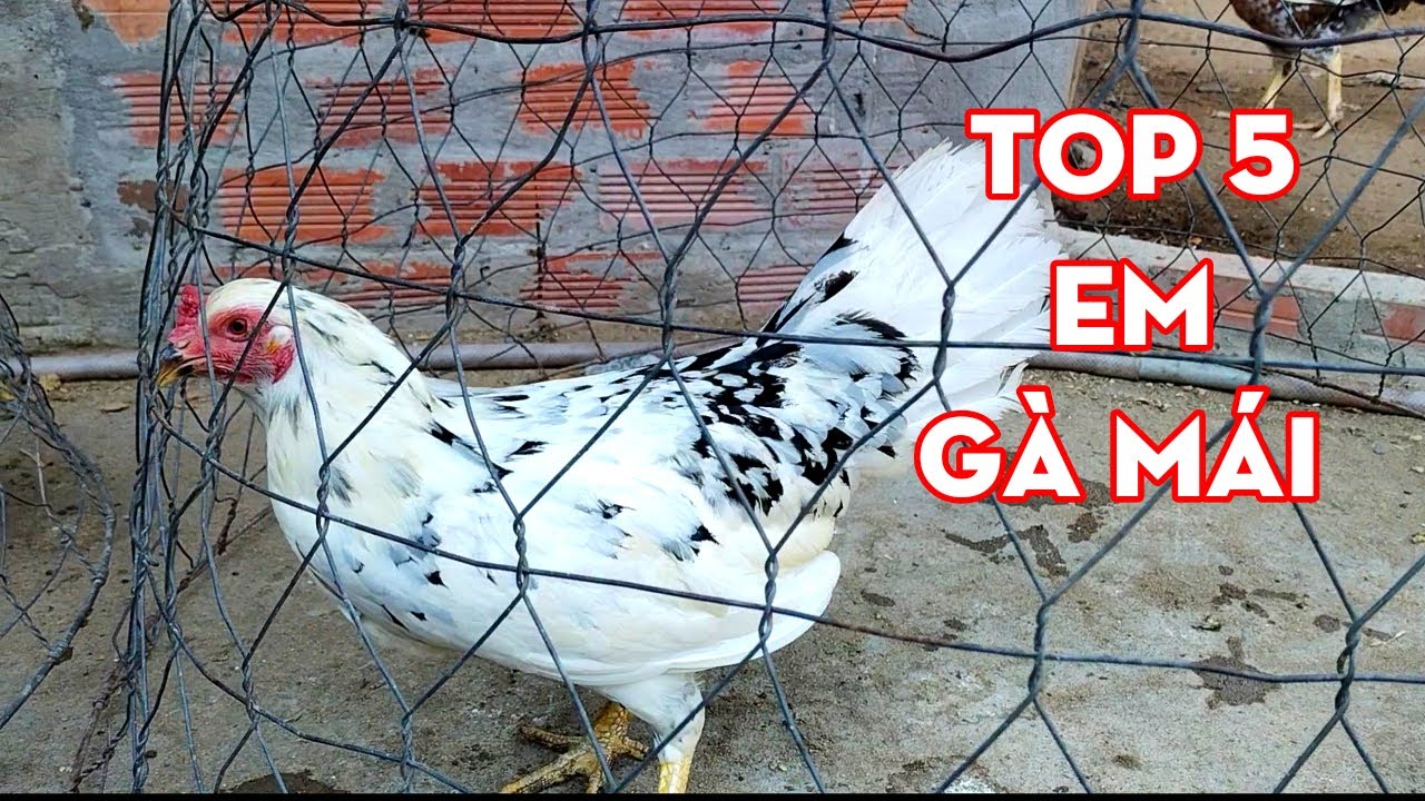 7/4/2024 Top 5 Em Gà Mái  | Trại gà Nguyễn Tài Long Xuyên #15
