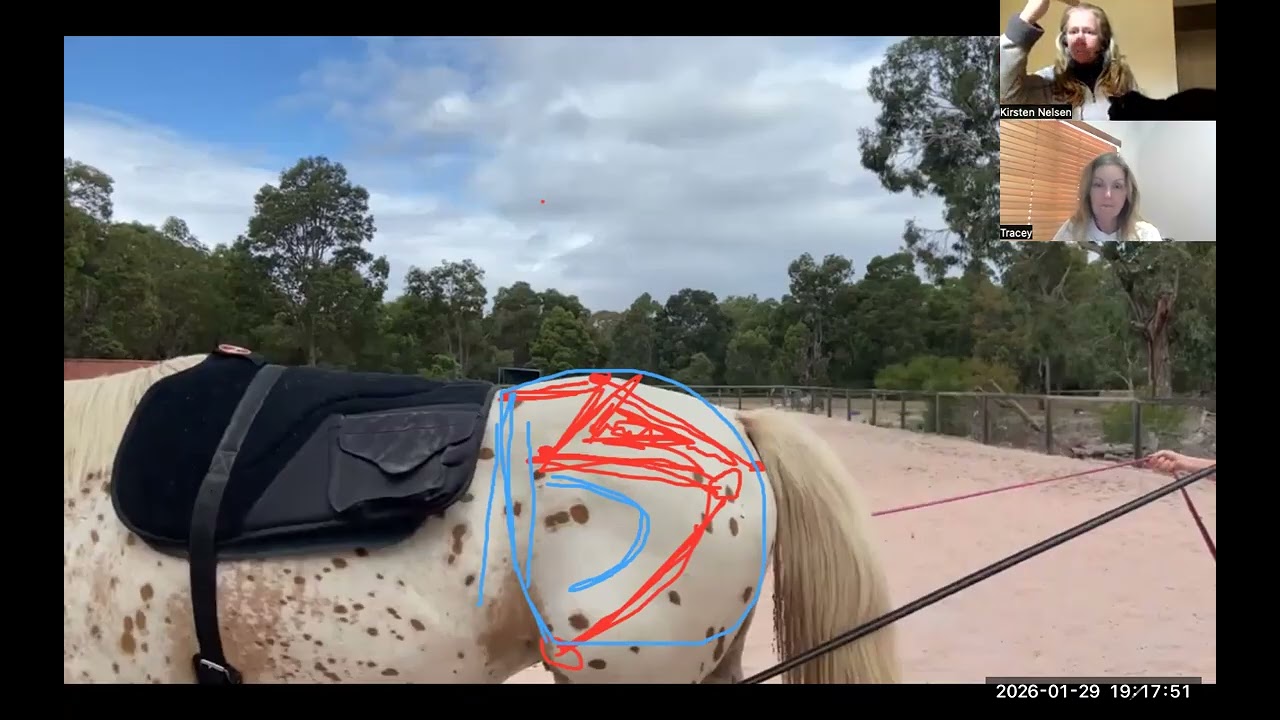 Observing Horse's Hindquarters