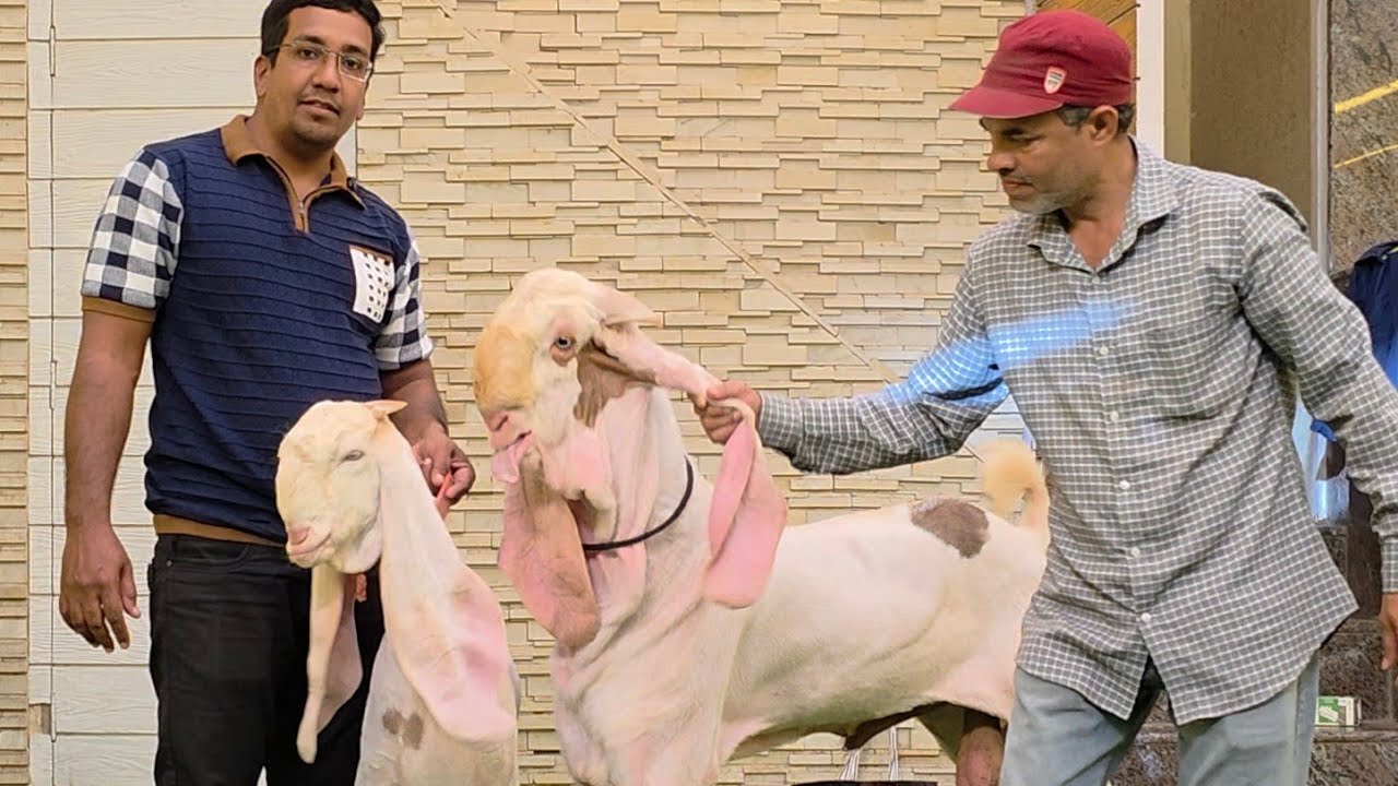 Amber + Alpha = Sultan | The World Of Sultan Amber Den | Best Hyderabadi Goat Future Of Goat Farming