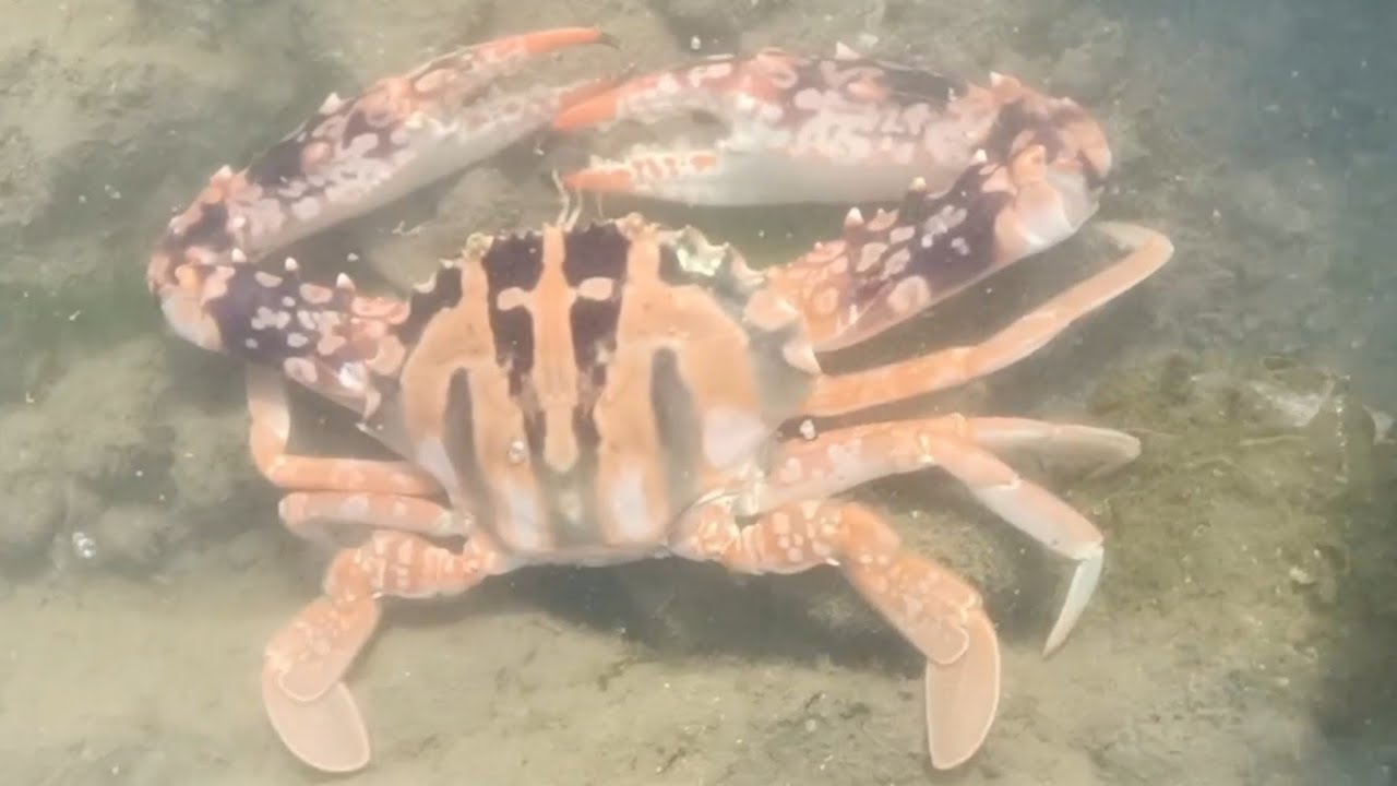 Diving to catch squid, shrimp, eel, giant crab, lobster, Octopus, stingray, snail / Seafood 2026