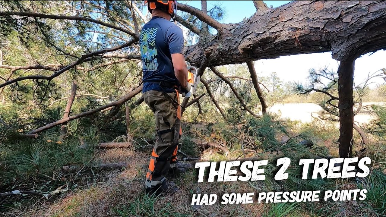 Storm blown trees can easily hurt you