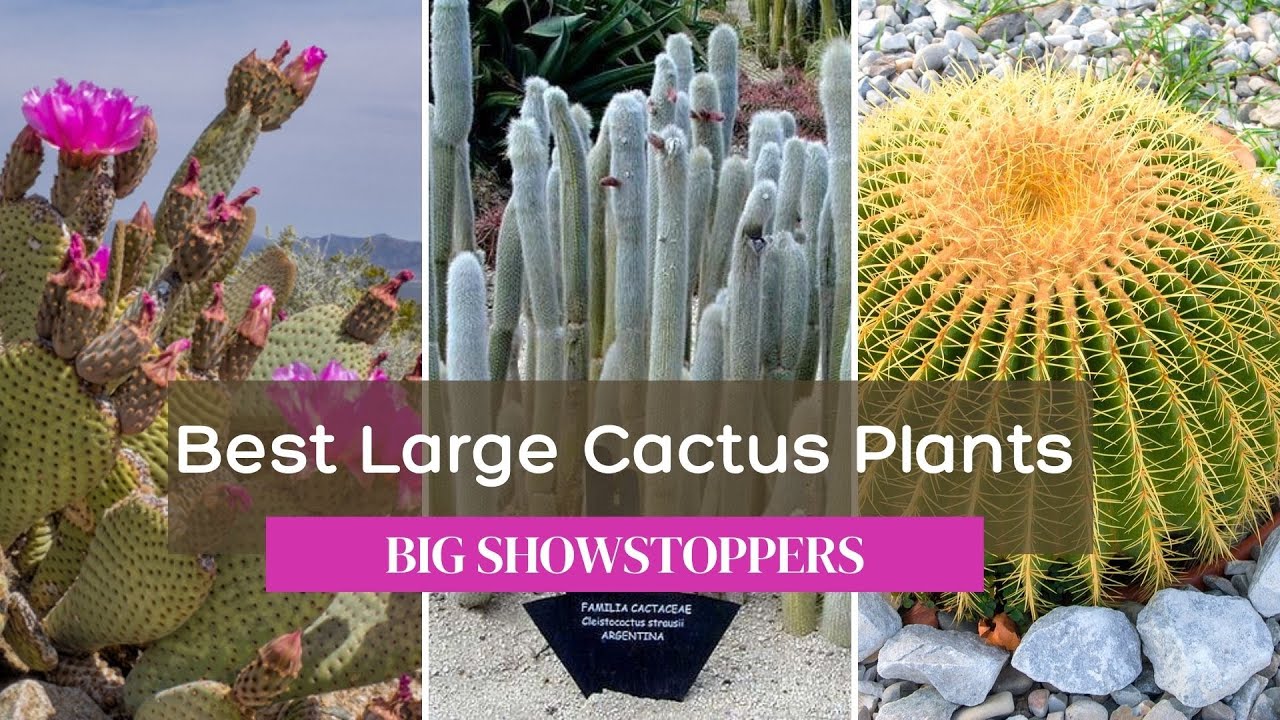Best Large Cactus Plants: TOP Seven...BIG SHOWSTOPPERS