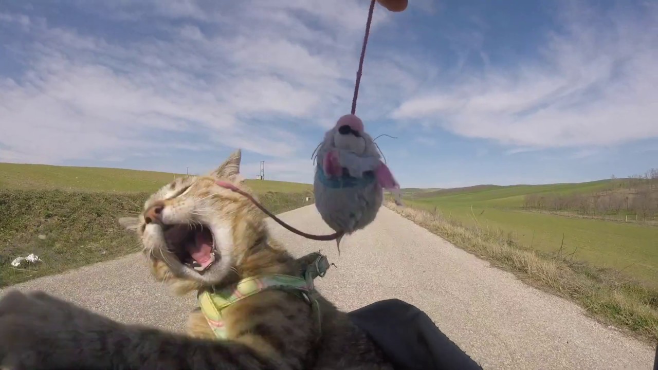 Nala Cat riding Bike 😻