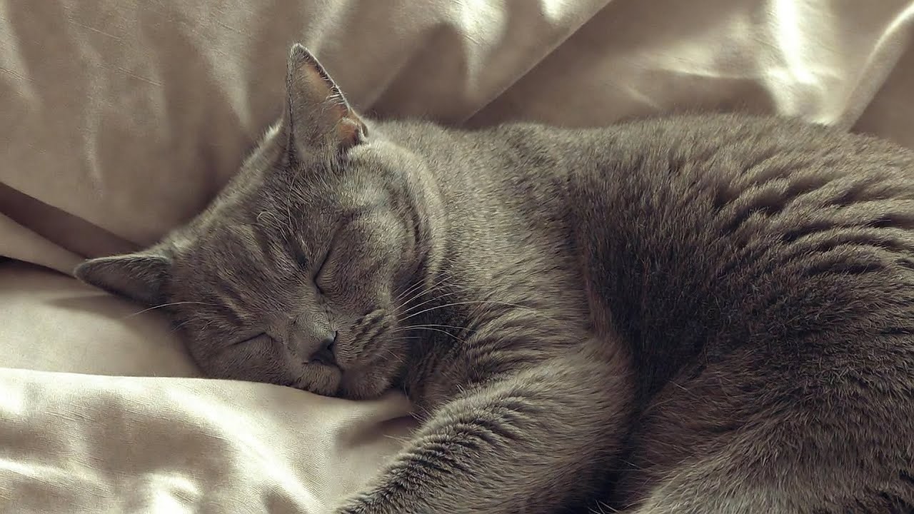 LIVE Relaxing Cat Sleep Stream for Deep Focus 😴 | Season 8