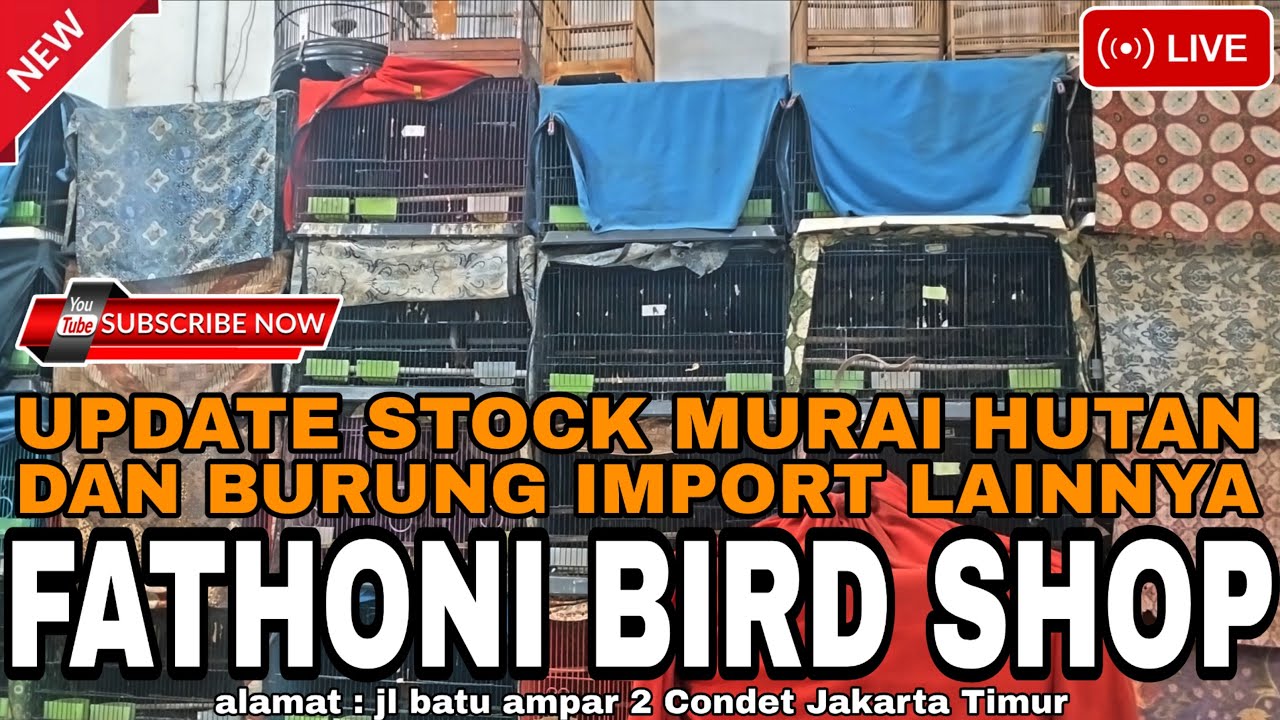 🛑UO DATE STOCK BURUNG MURAI HUTAN BODY BIG NON GEMBUNG DAN BURUNG IMPORT LAINNYA DI KIOS FBS‼️