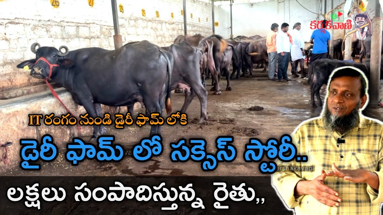 డైరీ ఫామ్ లో సక్సెస్ స్టోరీ లక్షలు సంపాదిస్తున్న రైతు