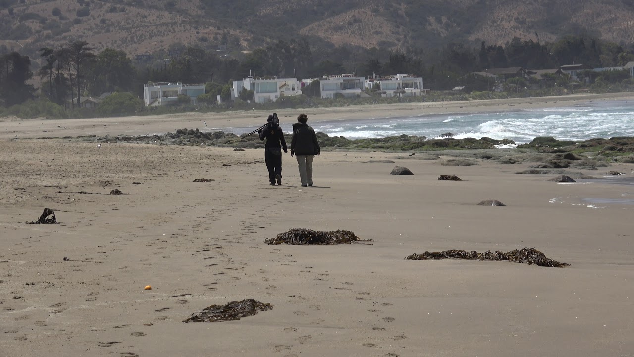 Birds of Central Chile