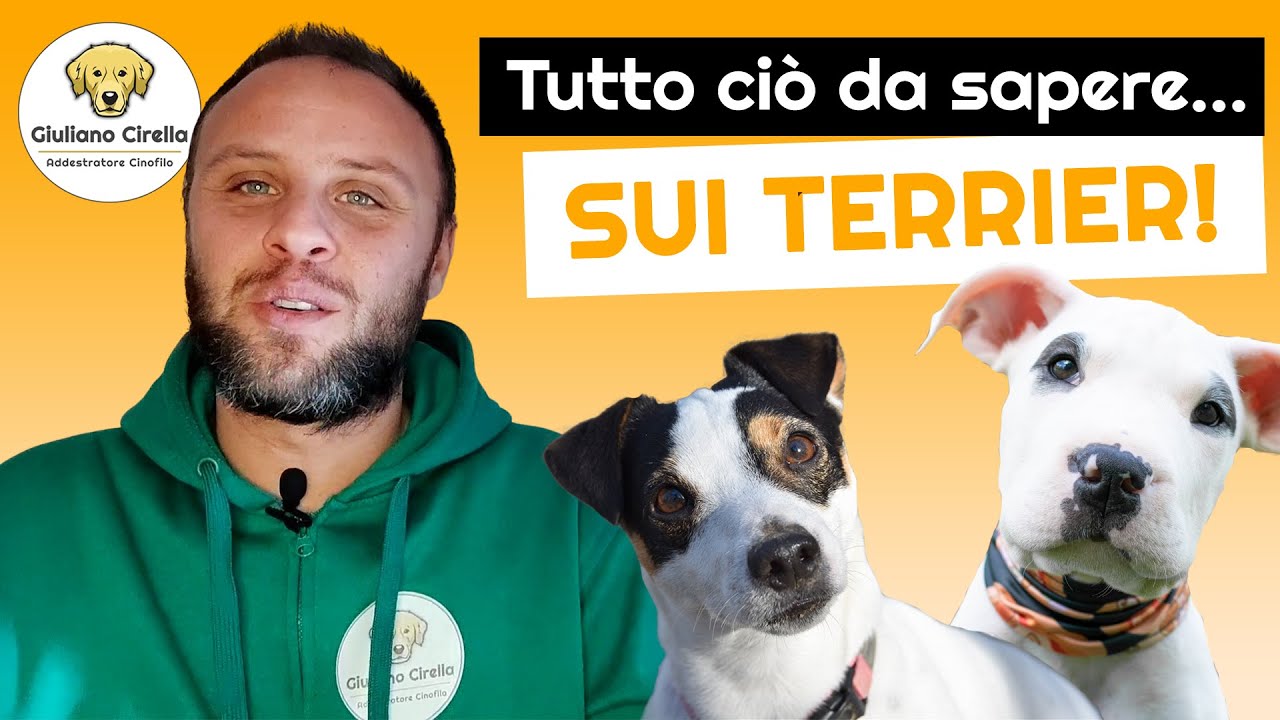 🐶 Terrier e Terrier di Tipo Bull: Differenze e Caratteristiche | Giuliano Addestratore