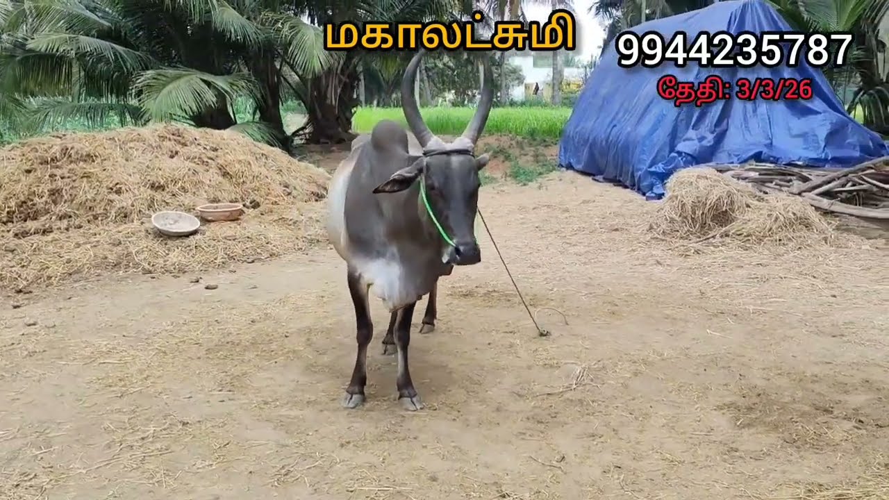 3 ஆம் ஈத்து காங்கயம் கரு🖤மயிலை🤍 9 மாதம் சினை நல்ல குணம் சுழி சுத்தம் 9944235787 மகாலட்சுமி#நாமக்கல்#