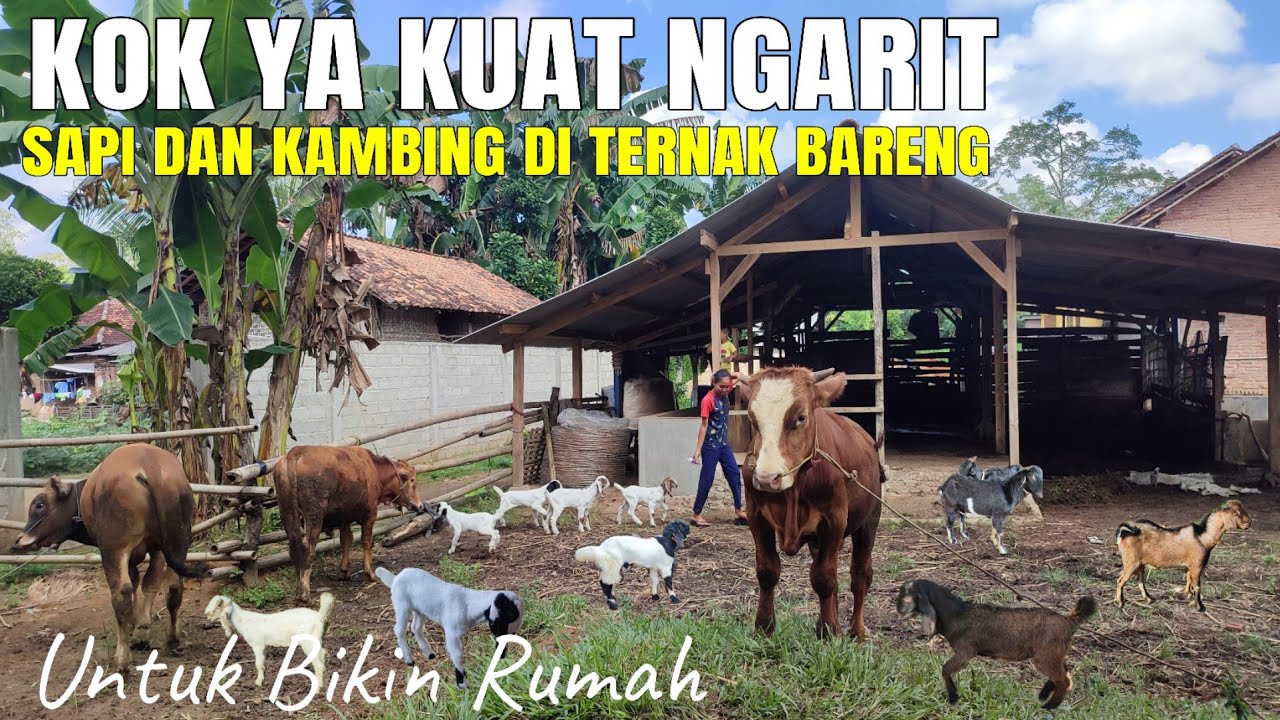 KOK KUAT NGARIT.. PEMUDA TERNAK 6 SAPI DAN KAMBING ANAKNYA 5