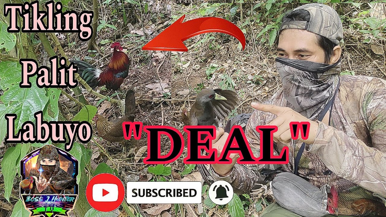 TAGPAS /HAKLIT na tilaok na Labuyo, Kapalit ang TIKLING🐓