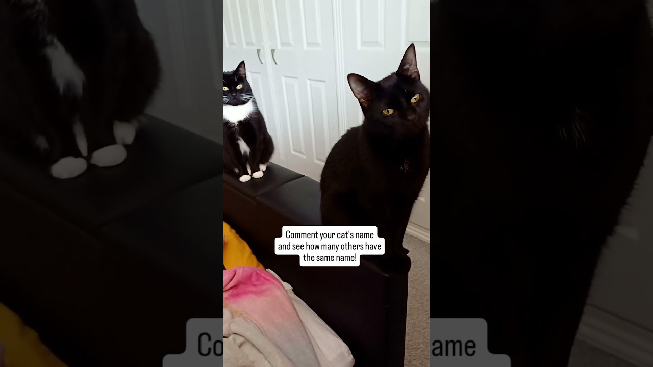 How many cool cats share your kitty’s name! 🐱 