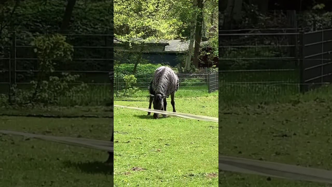 Ein Zebra vs Pferd- was meint ihr?!