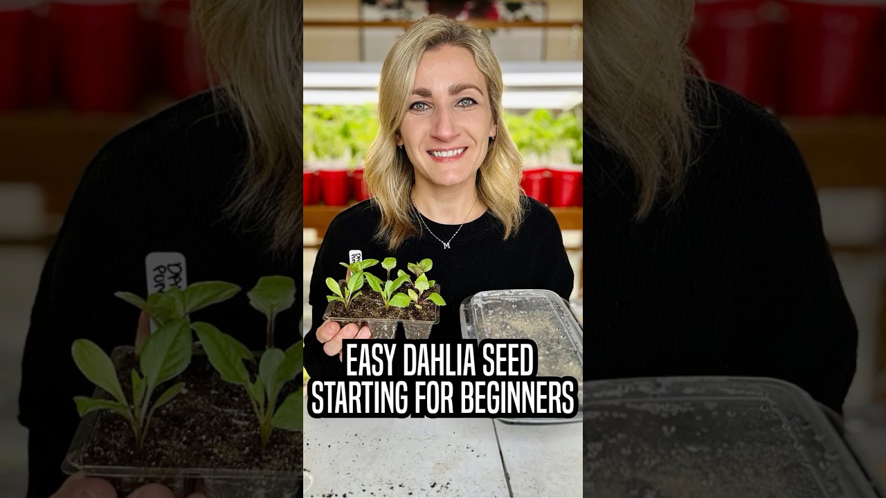 Easy Dahlia Seed Starting Hack! #dahlia #seedstarting