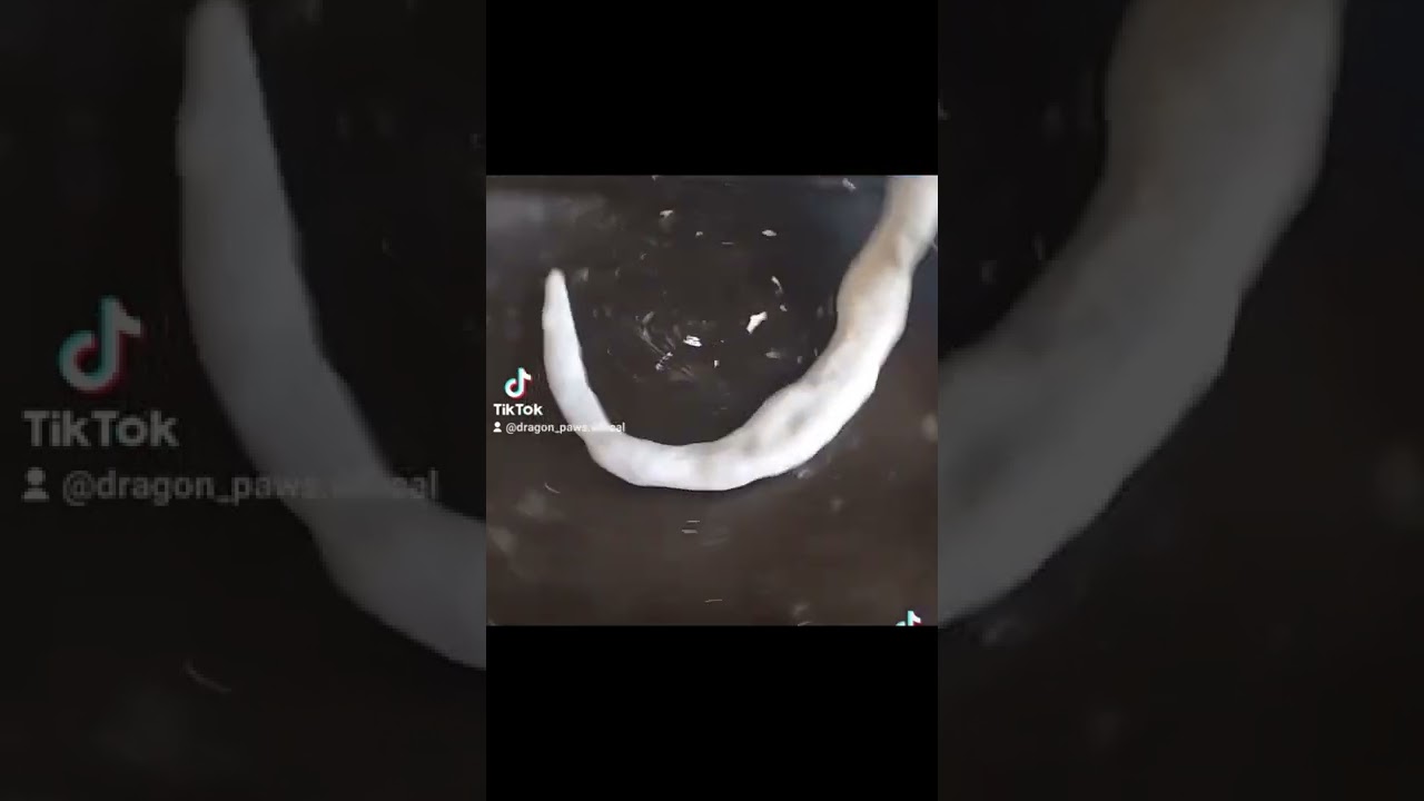 Dragon paws- one of the creations