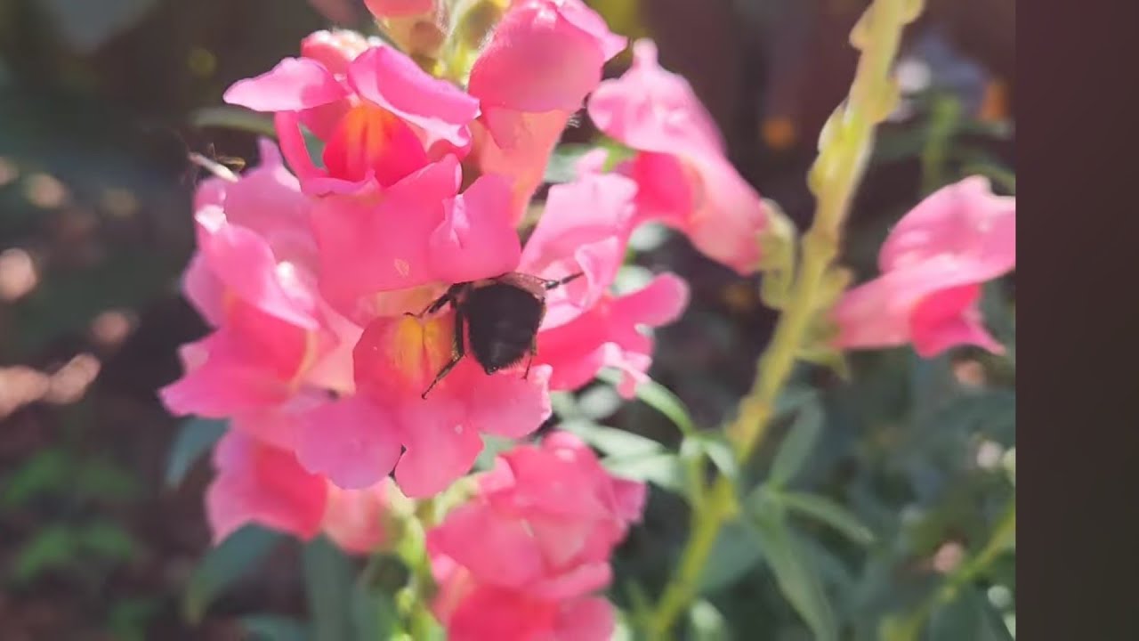 Boca de Dragón  🐉 🐲 una bella planta para tu jardin 