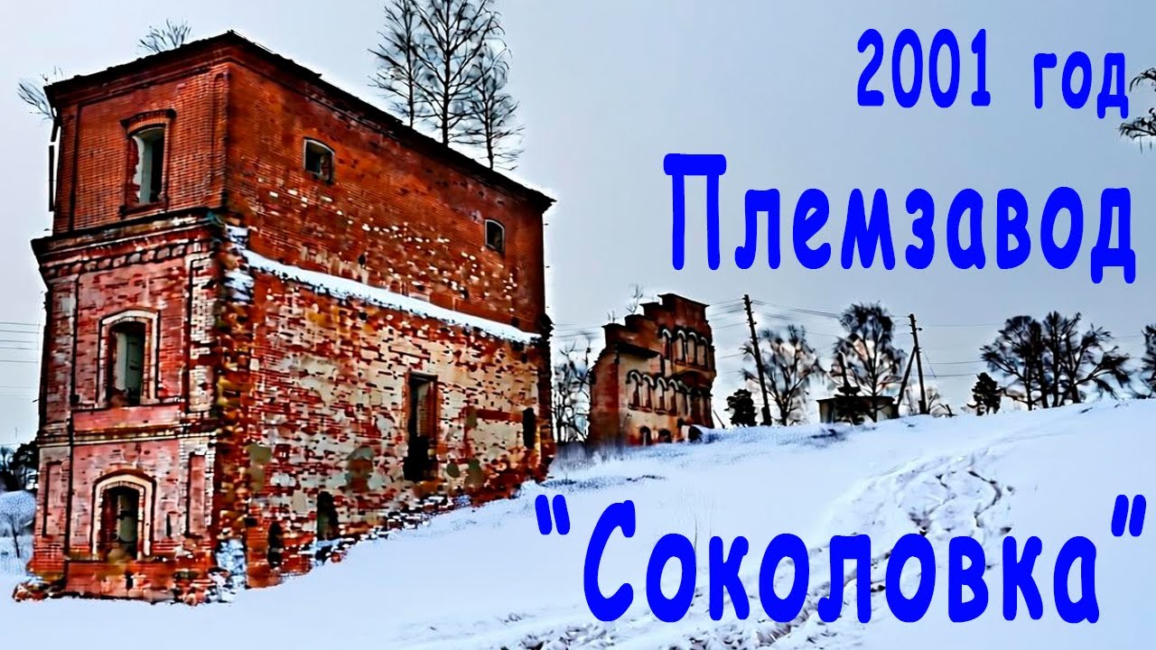 Племзавод Соколовка 2001 год