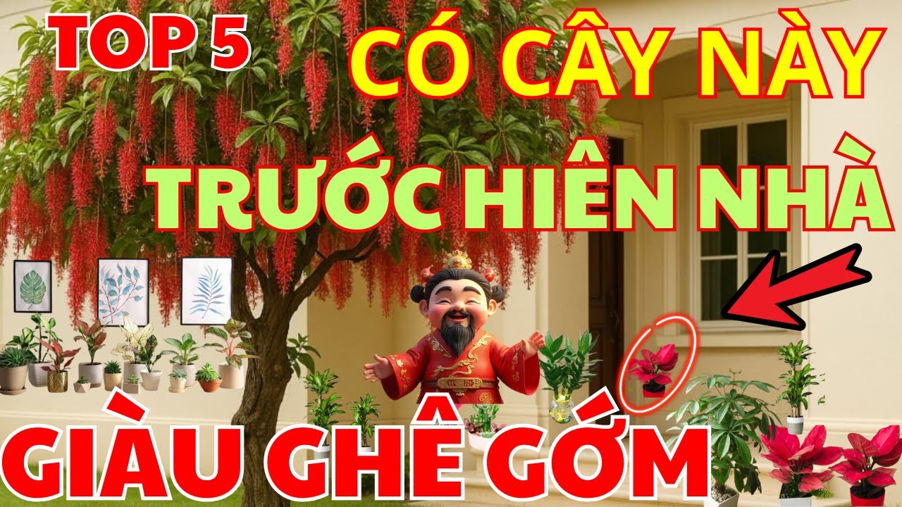 TOP 5 CÂY PHONG THỦY TRƯỚC HIÊN NHÀ: HÚT TÀI LỘC NHƯ THẦN TÀI GÕ CỬA KÍCH HOẠT TÀI VẬN -GIÀU BÌNH AN