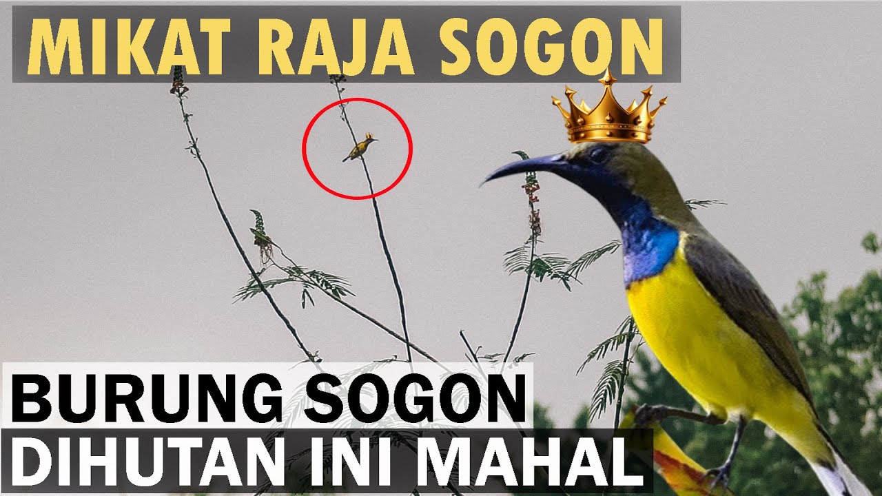 MIKAT RAJA BURUNG SOGON DI HUTAN YANG PENUH DENGAN MITOS