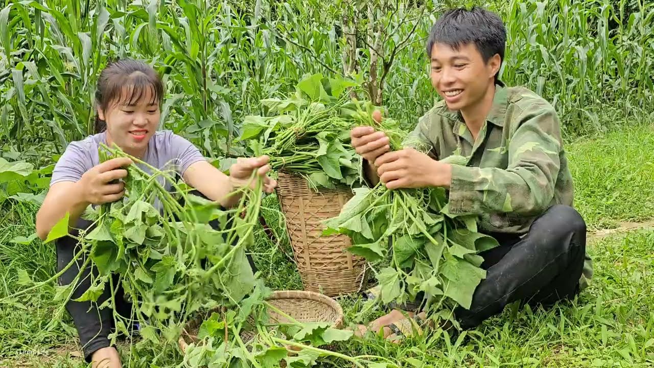 Harvest Sweet Squash, Cucumbers and Catch Chickens to Market Every Day