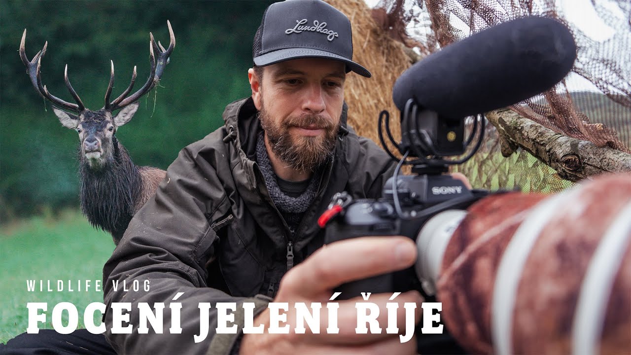 NEJVĚTŠÍ UDÁLOST KRÁLŮ NAŠICH LESŮ / JELENÍ ŘÍJE / Wildlife vlog